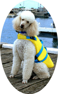 pet1.jpg 298