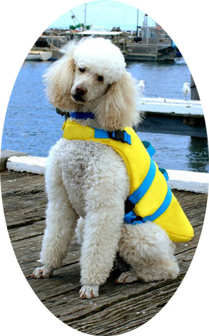 Pet Life Vest