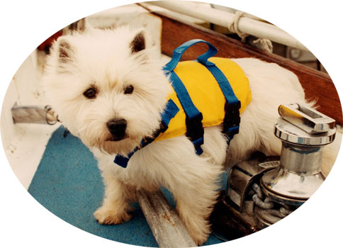 Pet Life Vest