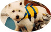 pets products